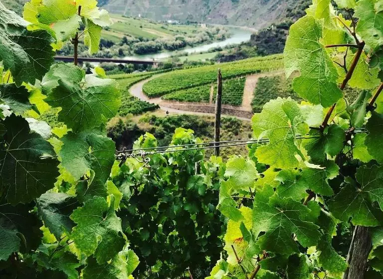 Aamiaismajoitus (B&B) Das Moselhaus