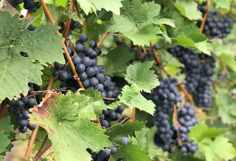 Aamiaismajoitus (B&B) Das Moselhaus