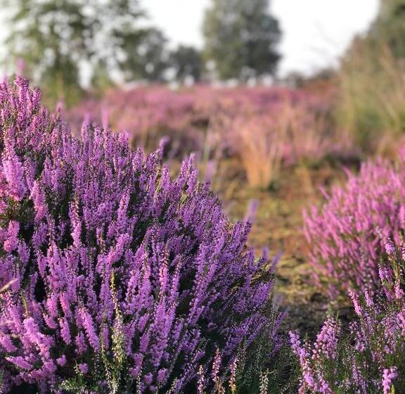 B&b Mir Lo In Mierlo Adults Only