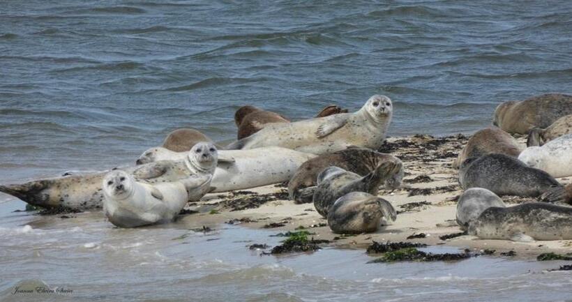 Relitto Boutique Und Aparthotel Borkum