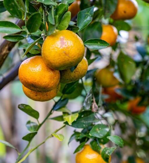 Bed and Breakfast Sandan Agro Resort Kintamani