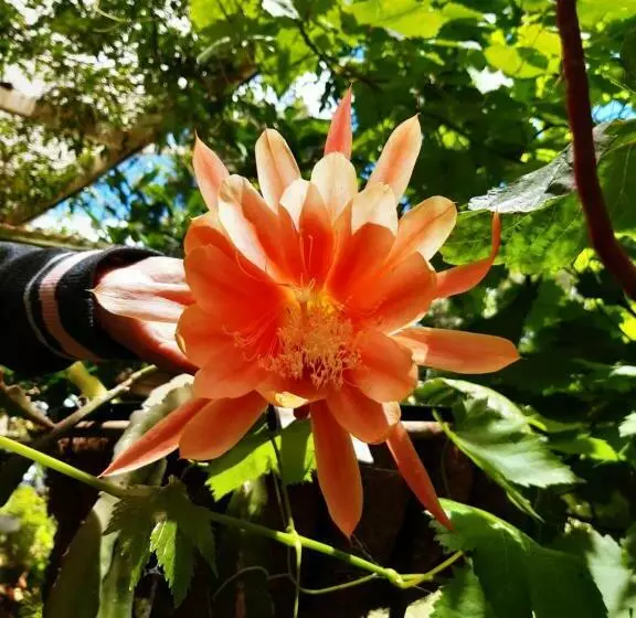 Mundaring Bed And Breakfast