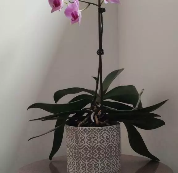Aamiaismajoitus (B&B) Chambre D Hôtes Du Muguet Avec Sdb Privative