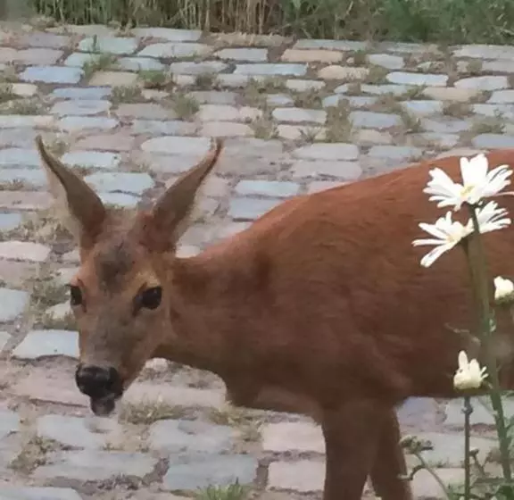 تختخواب و صبحانه Slaaphuisje Het Vliegend Varken