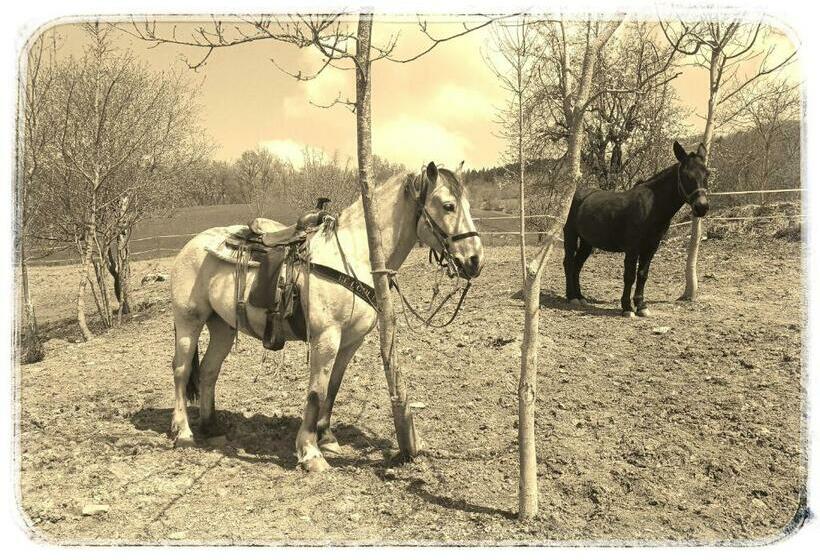 Bed And Breakfast Balli Coi Lupi