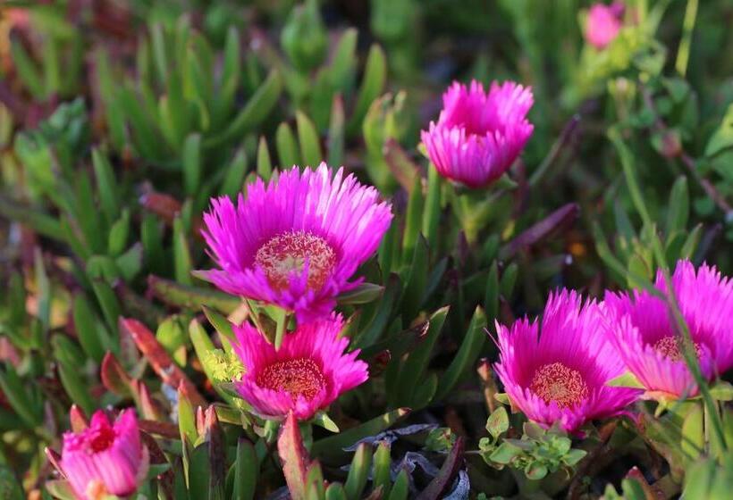 פנסיון Agri Resort Masusa