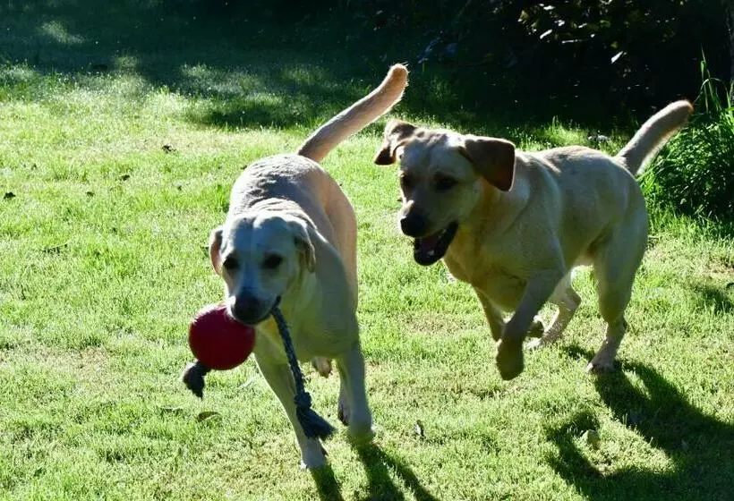 Aamiaismajoitus (B&B) Naturforsthaus Eddas Zimmer Für Hunde Und Naturverbundene Menschen