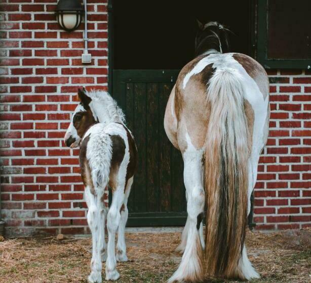 Wings Creek Ranch B&b