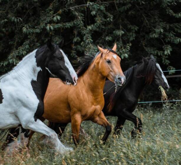 Wings Creek Ranch B&b