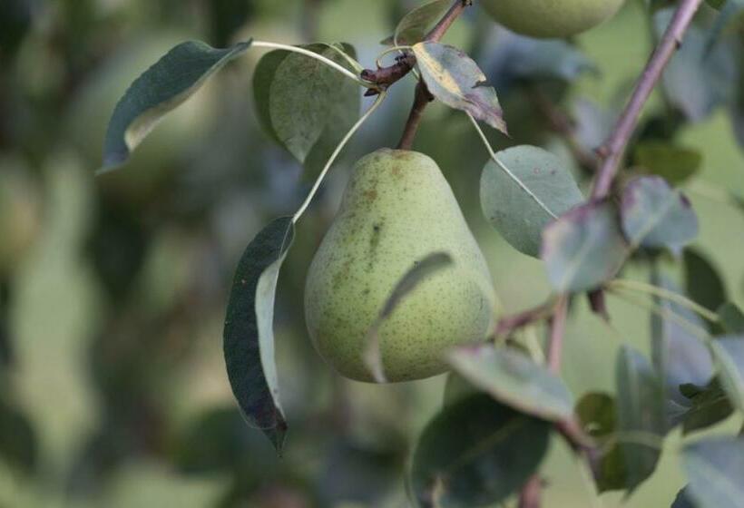 ベッドアンドブレックファースト Anno 1772