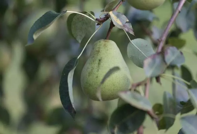 ベッドアンドブレックファースト Anno 1772