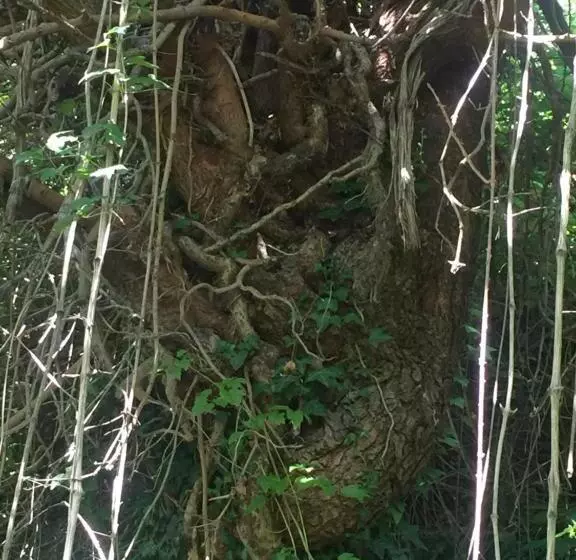 Green B&b Urbino Cá Del Vento