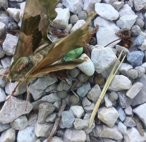 Green B&b Urbino Cá Del Vento