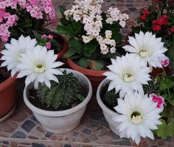 Pensiunea Happy Flowers