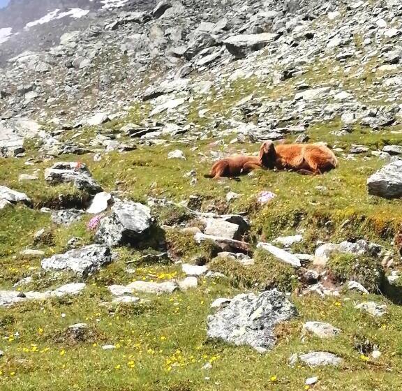 Bed and Breakfast Gästehaus Kössler