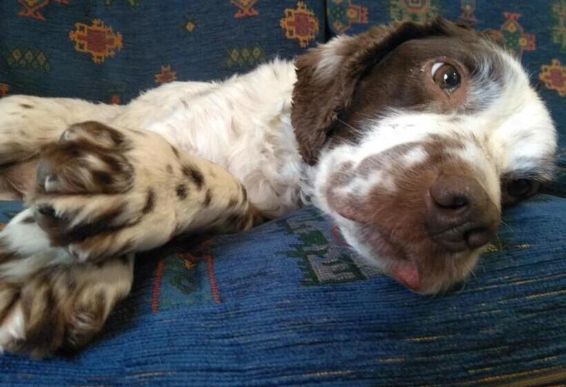 Общежитие Dolphins Backpackers