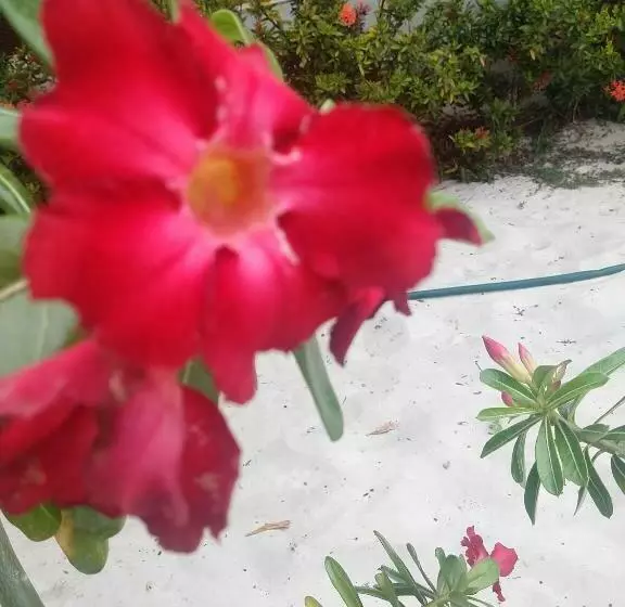 ペンション Pousada Flor Do Deserto Mandacaru