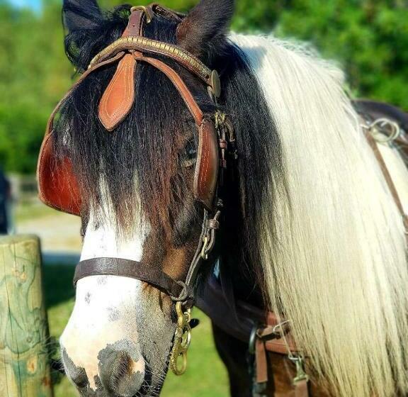 پانسیون Les Chevaux De L Hippocampe