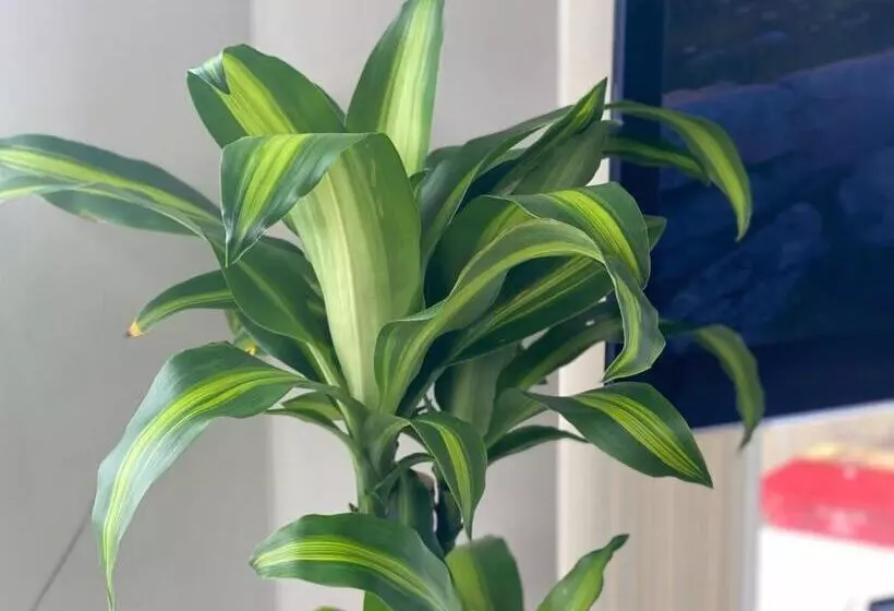 Redcar Seaview Apartments