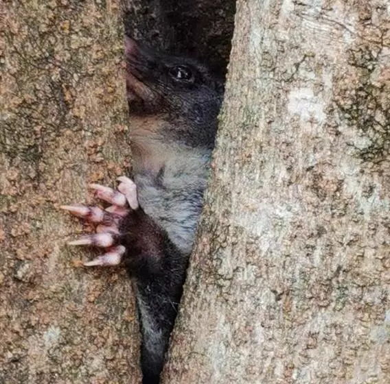 Aamiaismajoitus (B&B) Wyndover Mountain Retreat