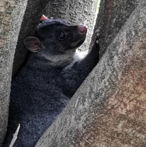 Bed and Breakfast Wyndover Mountain Retreat