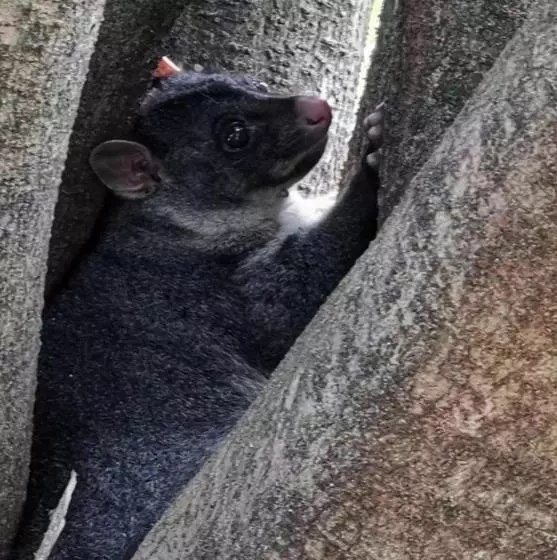 Aamiaismajoitus (B&B) Wyndover Mountain Retreat