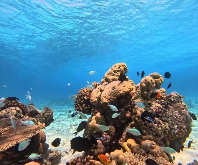 پانسیون Nirili Villa