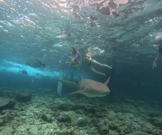 پانسیون Nirili Villa