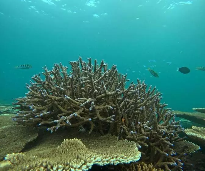 پانسیون Nirili Villa