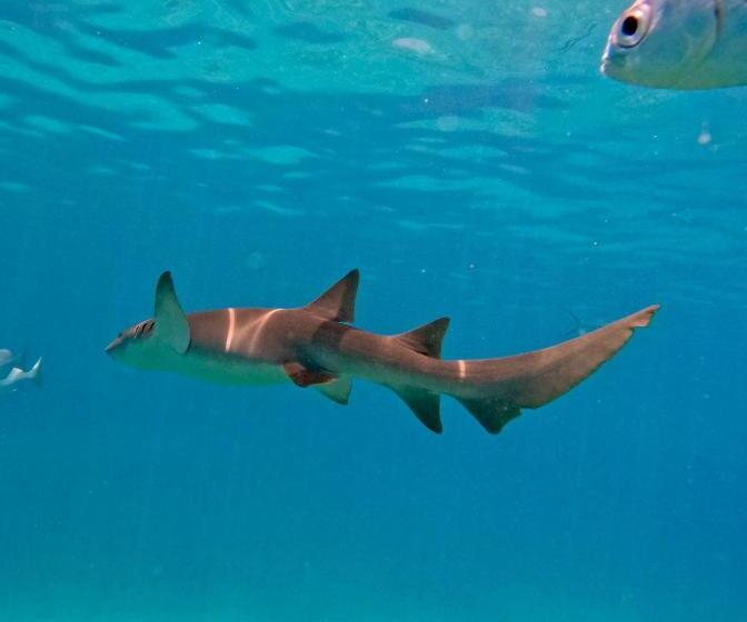 پانسیون Nirili Villa