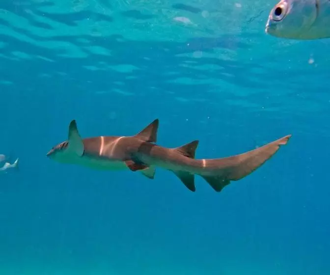 پانسیون Nirili Villa