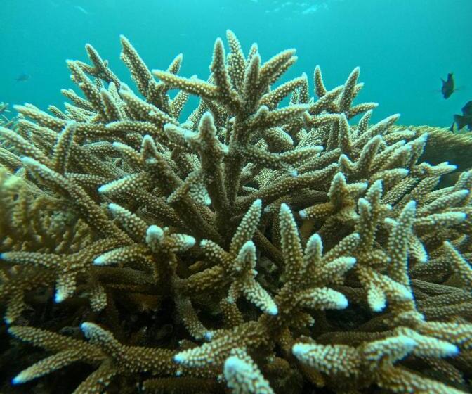 پانسیون Nirili Villa