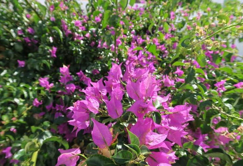 پانسیون Azul Sul