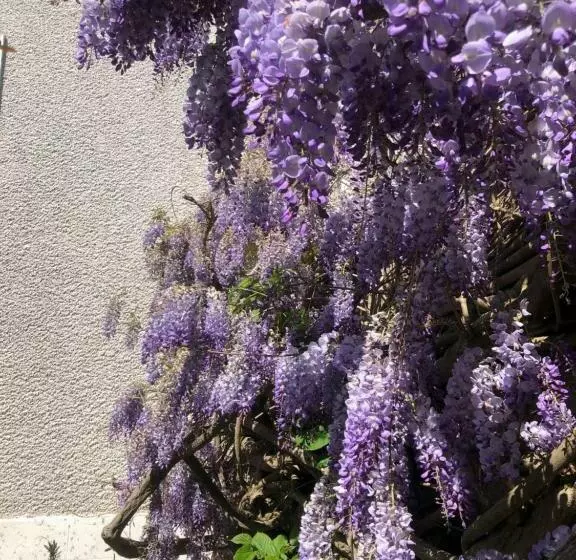 Aamiaismajoitus (B&B) Maison Latour