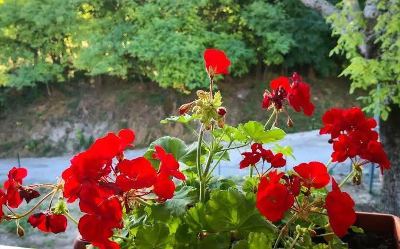 Majatalo La Casa Di Elena