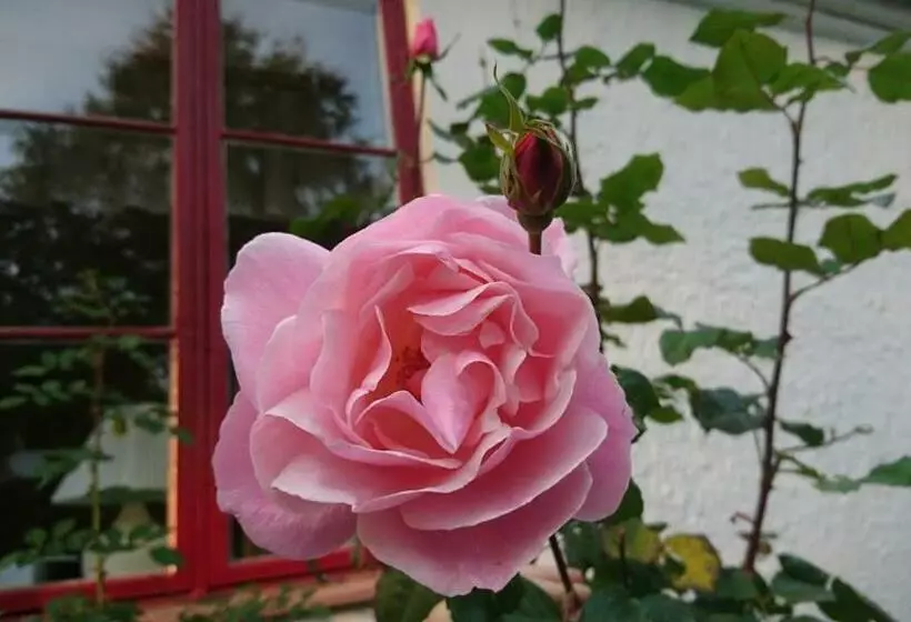 Aamiaismajoitus (B&B) Bo I Remmarlöv