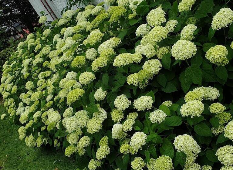 Bed and Breakfast Bo I Remmarlöv