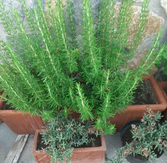 Bed and Breakfast Appartamento House Ida