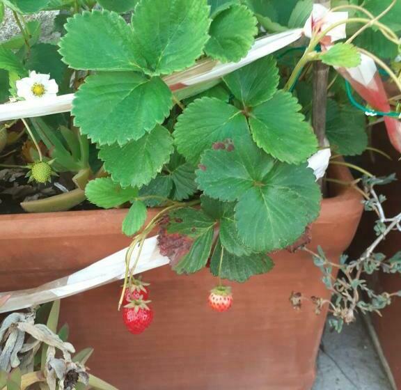 Bed and Breakfast Appartamento House Ida