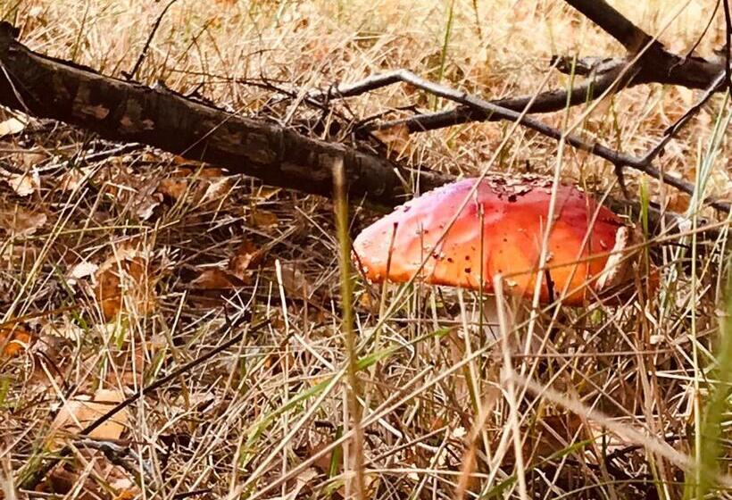 Bed and Breakfast Bed&breakfast Jonker