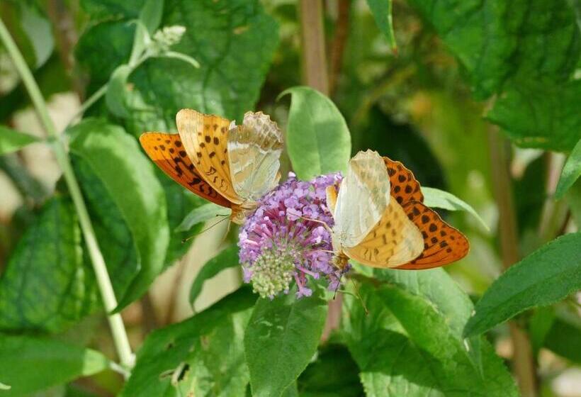 Bed and Breakfast Rêve Du Verdhon