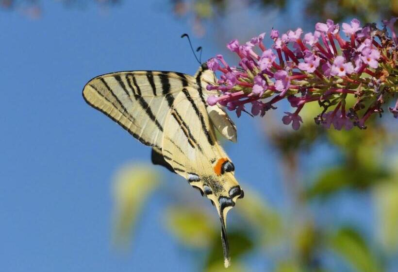 Bed and Breakfast Rêve Du Verdhon