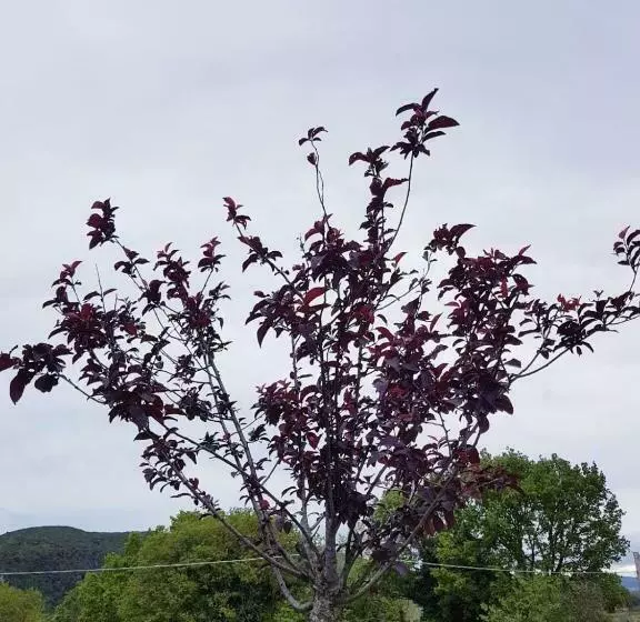 B&b La Casetta Di Lilly