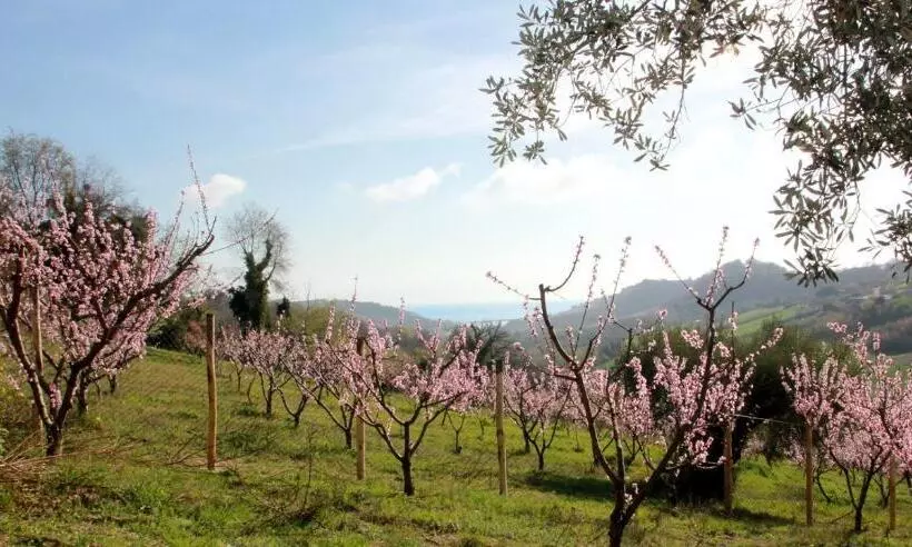 تختخواب و صبحانه Gaeleon Campofilone