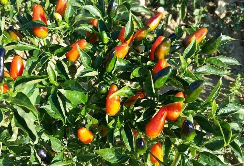 ベッドアンドブレックファースト Gaeleon Campofilone