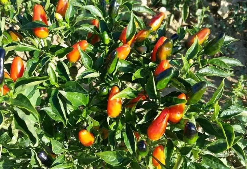 تختخواب و صبحانه Gaeleon Campofilone