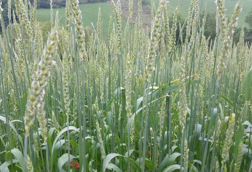 ベッドアンドブレックファースト Gaeleon Campofilone