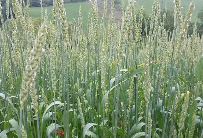 تختخواب و صبحانه Gaeleon Campofilone