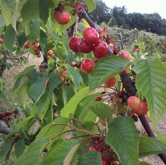 ベッドアンドブレックファースト Gaeleon Campofilone