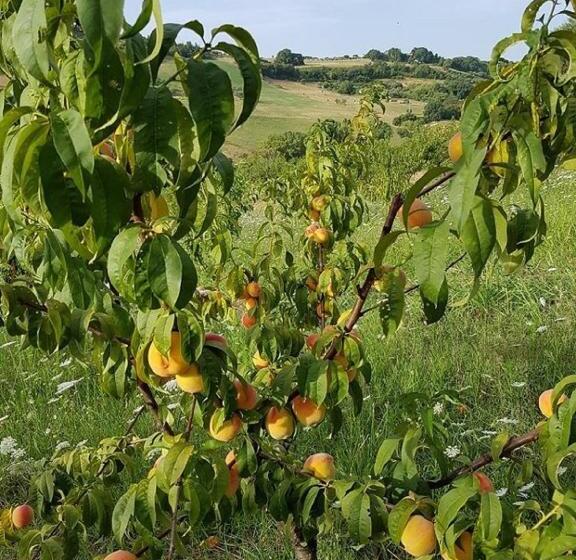 ベッドアンドブレックファースト Gaeleon Campofilone